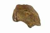 Leptoceratops Tooth - Hell Creek Formation, South Dakota #81651-1